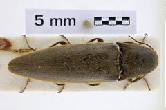 Foto (Dorsalansicht) von Melanotus merkli (Platia & Schimmel, 2001) (NHMW-ZOO-COL-0007716)